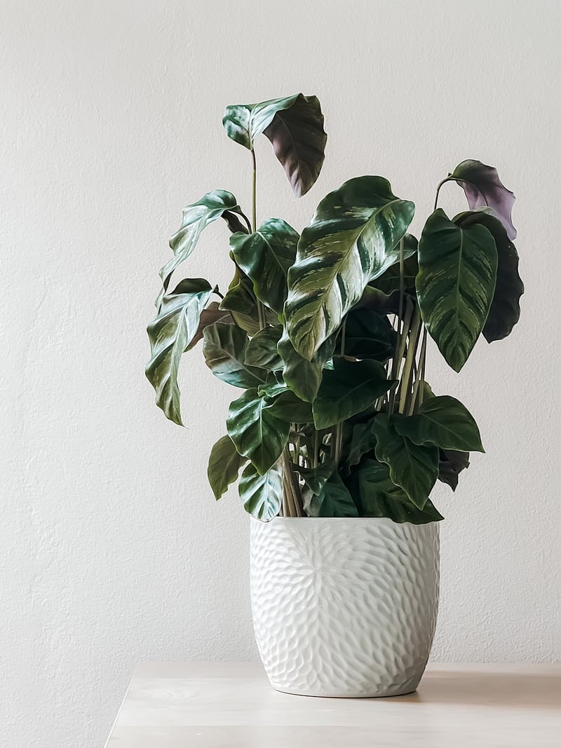 DIY Planters